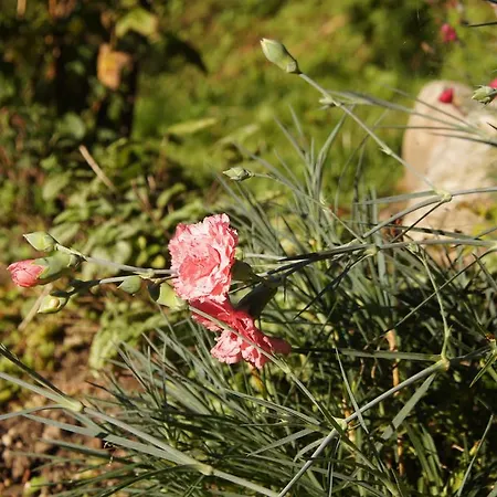 アパート Mlin ボーヒニ